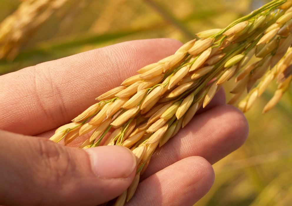 Rural Infrastructure for Agriculture