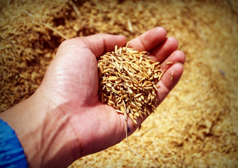Freeze Concern Hits Wheat Farms
