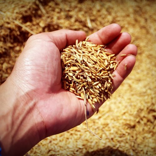 National Association of Wheat Growers
