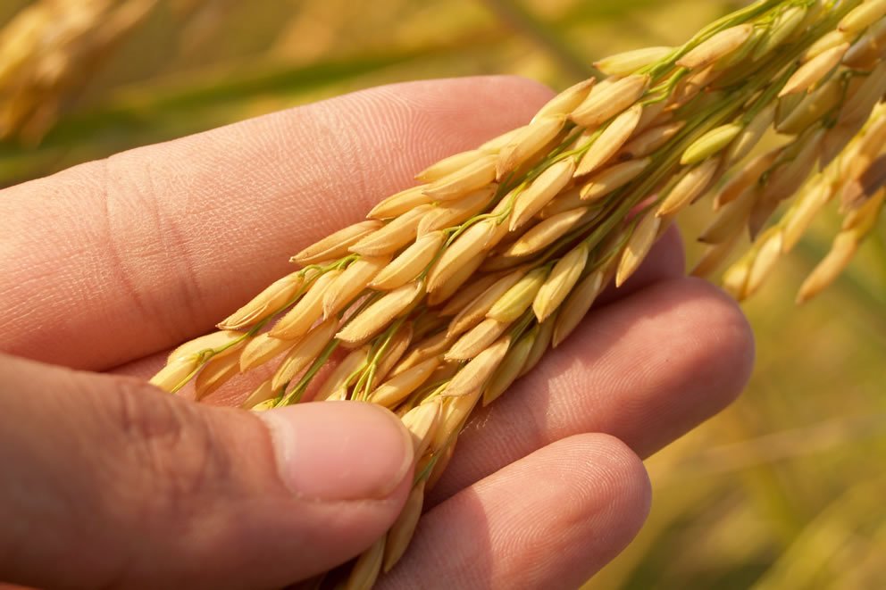 Wheats