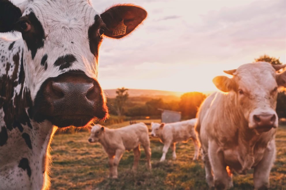 Native Cattle